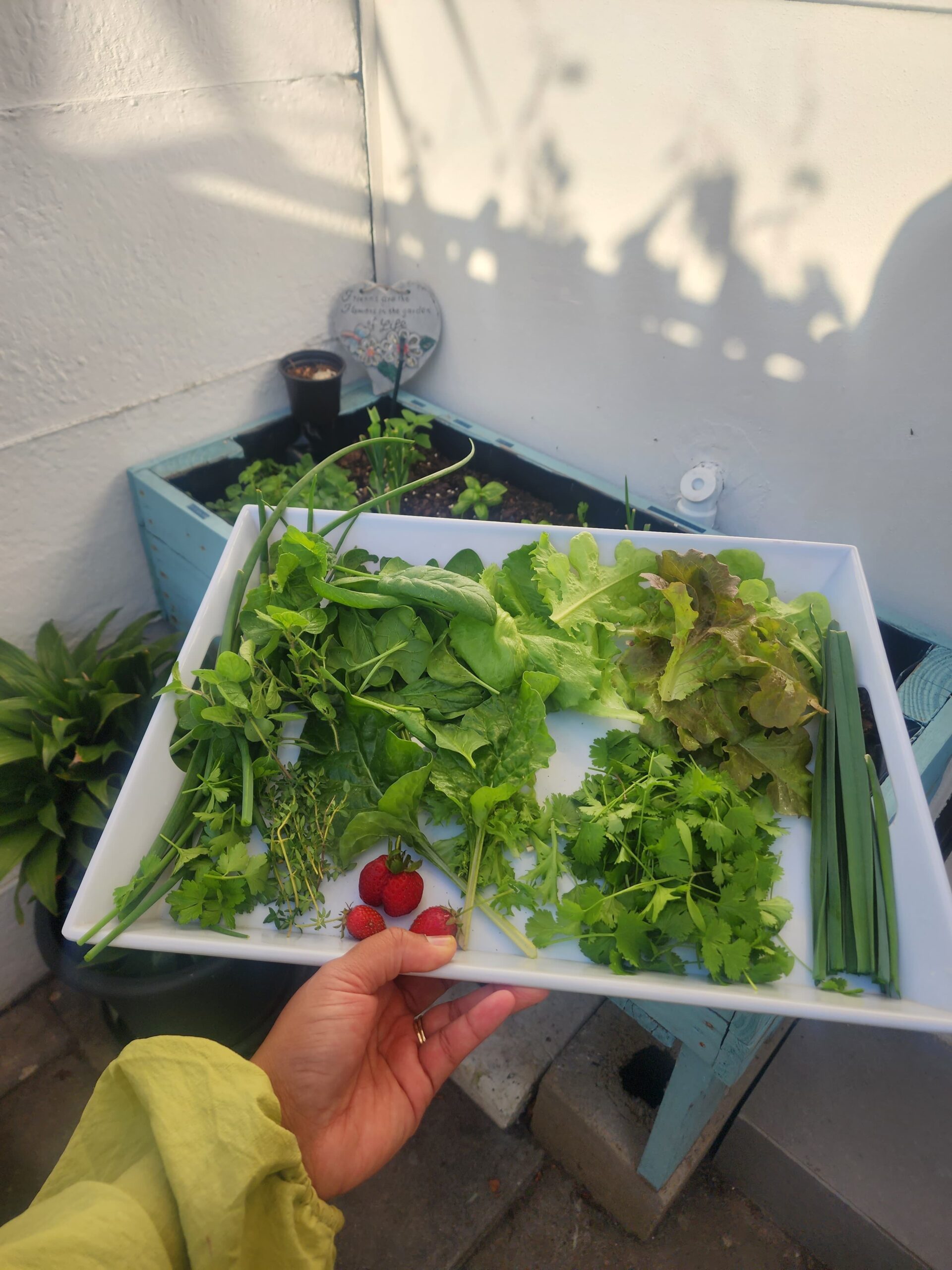 You can call us City Farmers